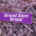 Chewing gum Big League Grand Slam Grape Pack