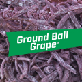 Chewing gum Big League Ground Ball Grape Pack